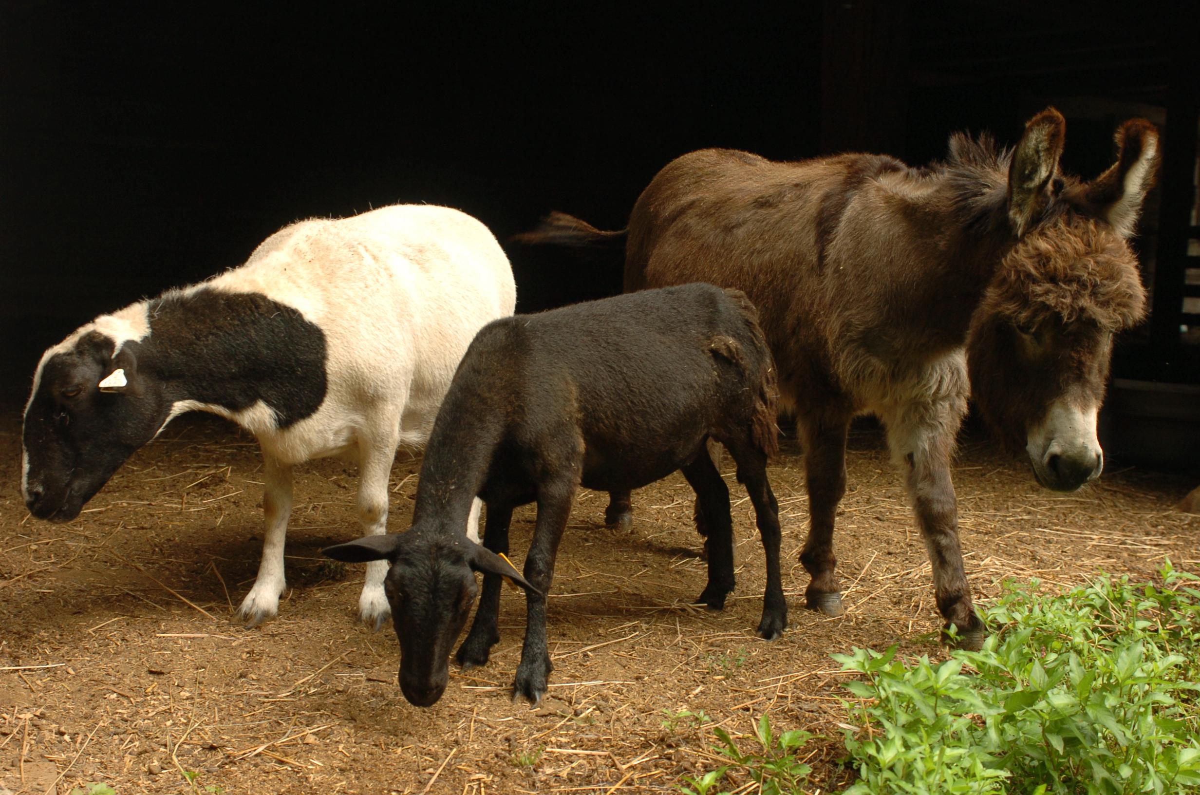 A brown donkey, brown sheep, and white sheep