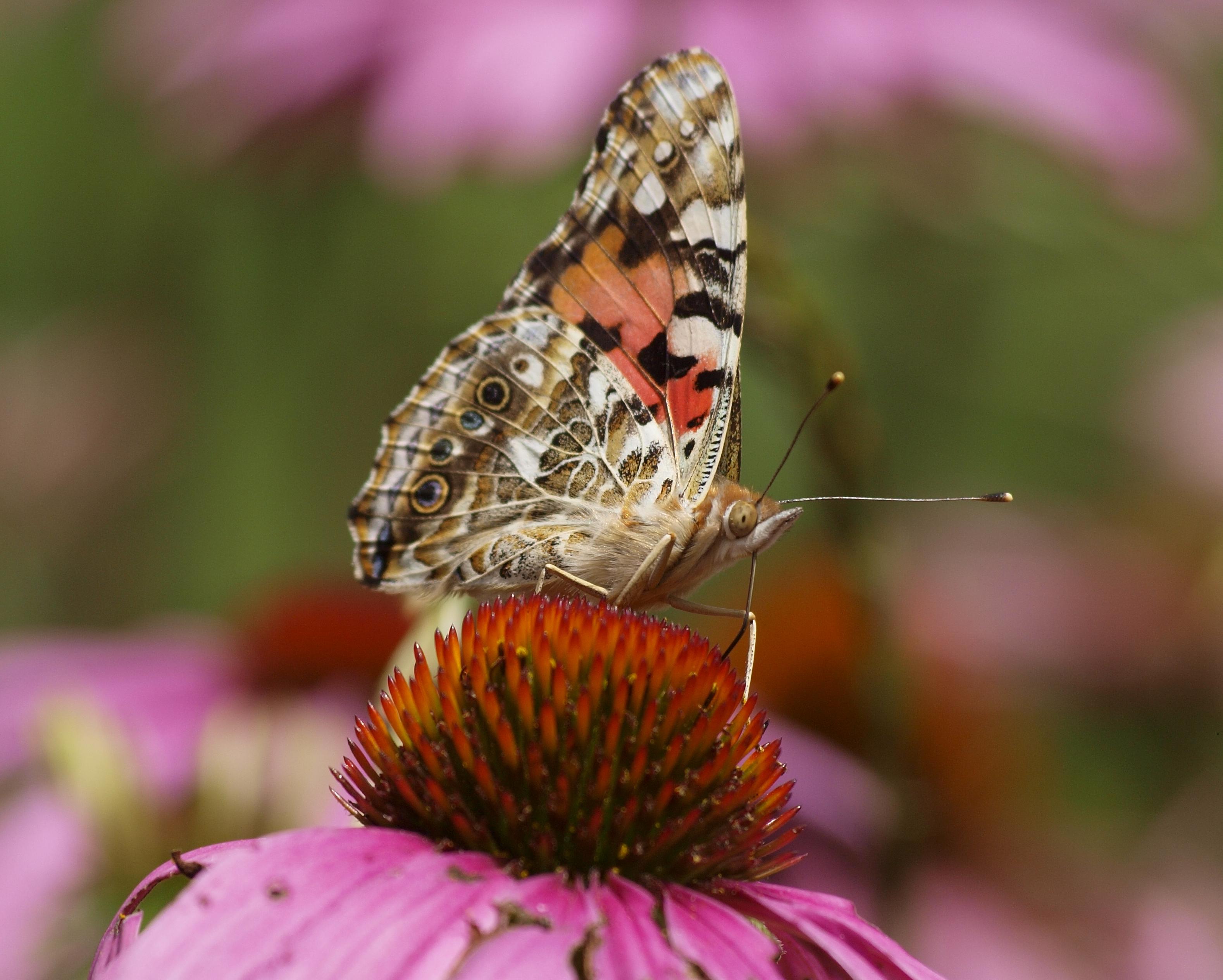 A butterfly sits on a flower on the Nature Center property.